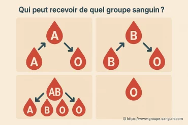 Qui peut recevoir de quel groupe sanguin : guide complet des compatibilités