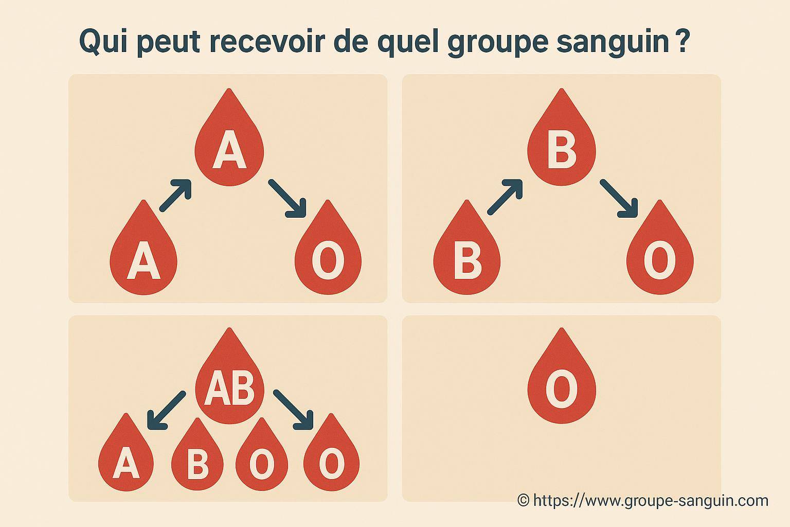 Qui peut recevoir de quel groupe sanguin : guide complet des compatibilités