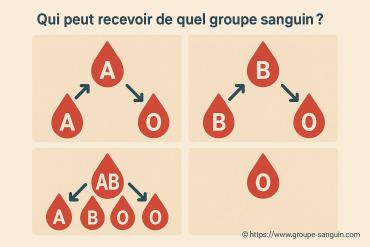 Qui peut recevoir de quel groupe sanguin : guide complet des compatibilités